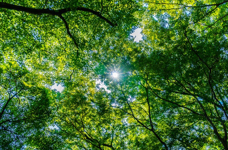 Végétalisation urbaine : faire face aux changements climatiques